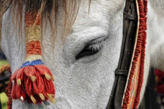 Close-up of a horse's head decorated with red details, Ronda, Malaga province, Andalusia, Spain