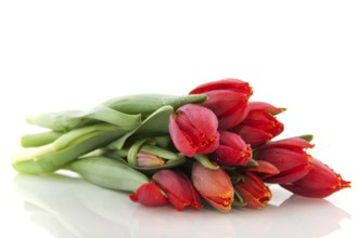 Bouquet of red tulips isolated over white