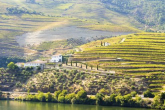 Douro Valley and Douro River on Sunny Day. Green Hills with Vineyards, Farms and Terraces. Portugal