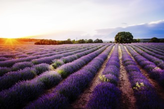 Lavender fields. Summer sunset landscape in Brihuega, Guadalajara