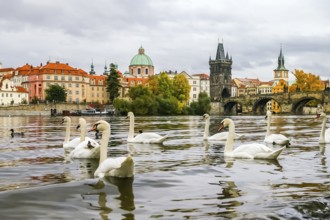 Swans and ducks on Vltava river near Charles Bridge in Prague, Czech Republic