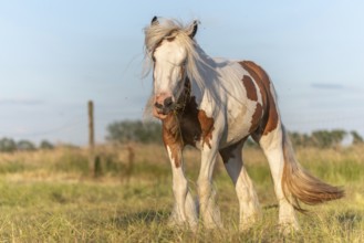 Irish cob horse hampered by flies in a pasture. Alsace, France