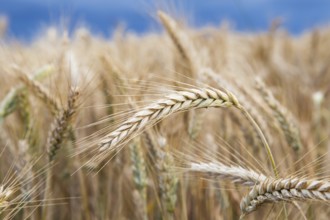 Gold wheat field before the storm