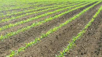 Rows of young green corn plants. Corn seedling on the field