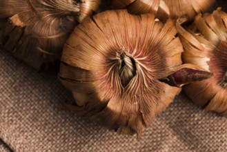 Gladiola bulbs ready to plant in the spring garden