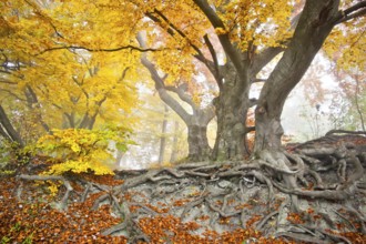 An image of a beautiful yellow autumn forest