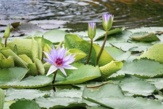 An image of a beautiful purple water lily in the garden pond
