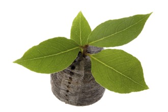 Fresh herbs and spices. isolated on the white background