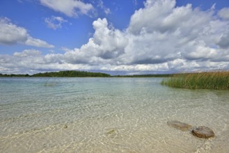 Landscape with a lake with transparent clay bottom near St. Petersburg. Sunny summer day