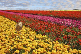 Fashionable ladies' straw hat left on the field of flowers. Field belongs to the farm-growing