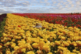 Fashionable ladies' straw hat left on the field of flowers. Field belongs to the farm-growing