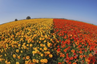 Huge field blossoming red and the yellow buttercups, photographed by an objectiveFish eye