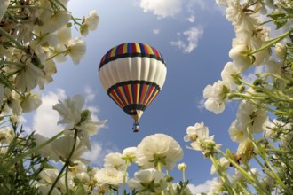 Picturesque field of white buttercups spring in the south. Big balloon flies over field of