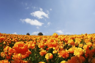 Magnificent field of orange buttercups on a sunset