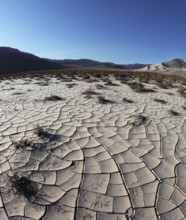 Dawn in Death Valley. Dry brush on white cracked soil. Rhotograph Fisheye lens