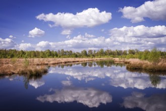 Moor landscape