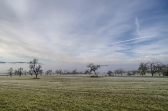 Landscape in the Black Forest with wafts of mist
