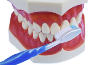 A dental model with a toothbrush while brushing teeth. Brushing your teeth prevents tooth decay.