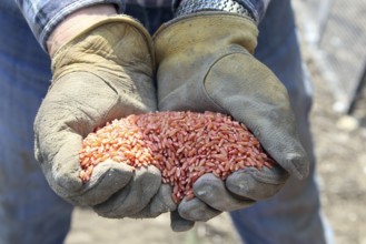Seeding in Saskatchewan drought conditions Agriculture Canada