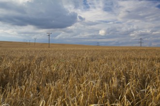 A wheat field almost ready for harvest at sunset