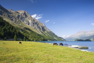 On a pasture near the Lake Sils. It is a lake in the Upper Engadine valley, Grisons, Switzerland