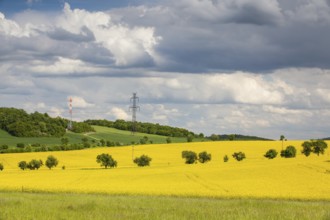 Summer landscape with yellow rape field