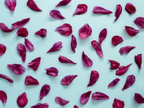 Red burgundy peony petals flat lay on blue background. Flower petals for minimal holiday concept.