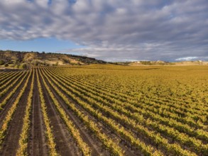 Field of vines, Aranda de Duero, Burgos province, Spain