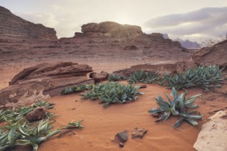 Felsige Formationen in der Wüste Wadi Rum, bewölkter Himmel über rotem Staub und Felsen,