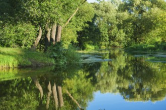 On river in forest