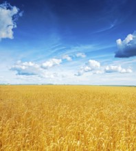 Beatiful view on field of wheat and blue cloudy sky