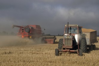TIMARU, NEW ZEALAND, CIRCA FEBRUARY 2010: Farmers harvest a crop of wheat, South Canterbury, New