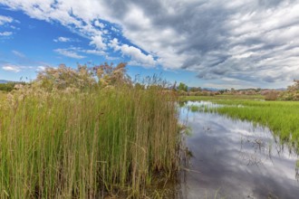Landscape Greece, island Lesbos, thunderstorm, thunderstorm atmosphere, reed, biotope, water,