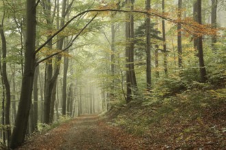 Autumn forest in the fog after a light snowfall, Bischofskoppe Mountain, October, Poland