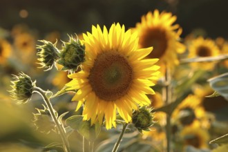 Sunflower, Helianthus annuus in the field at dusk