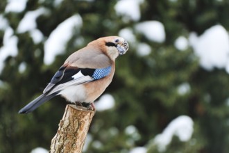 Eurasian Jay, Common Jay, Garrulus glandarius, Europe, Europe