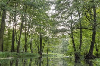 Spreewald