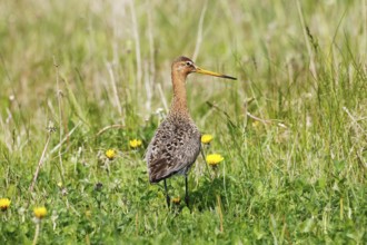 A black-tailed Godwit in the graß, Peninsula Nordstrand, Germany