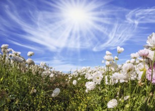 Picturesque fields of blooming large white ranunculus - buttercups. Hot sun and light clouds on a