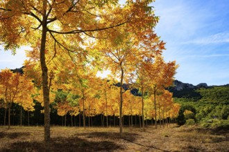 Beautiful autumn grove pierced by the sun's rays. Picturesque Basque country. Way from San