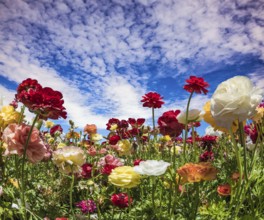 Spring holiday greeting postcard. Multi-colored buttercups sway from the spring wind. Blooming