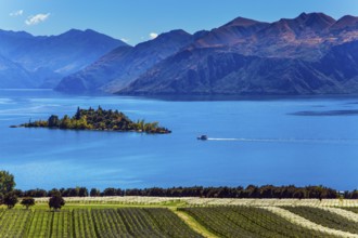 Adorable little island in the Lake Wanaka. Greeting postcard. Picturesque vineyard descends down to