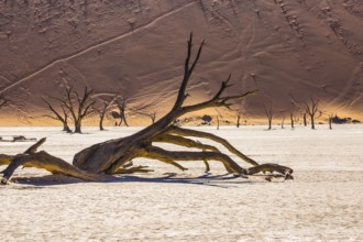 Dry lake surrounded by orange dunes. Morning long shadows of dry trees. Travel to Namibia,