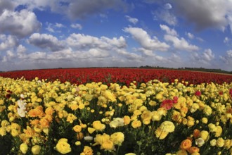 Magnificent spring field of blossoming brightly yellow and red buttercups