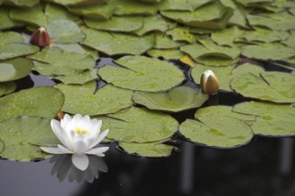 Charming pond with lilies in the Madrid park