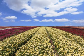 Beautiful spring day on a farm on cultivation of buttercups - ranunculus. Large field of yellow and