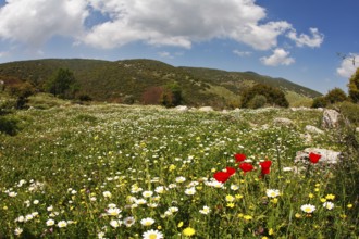 Hilly landscape. Spring at southern coast of Mediterranean sea