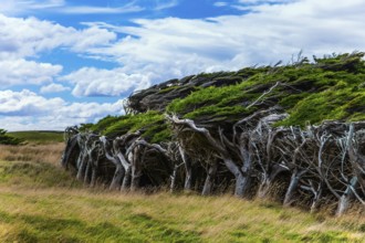 Great trip to New Zealand. Scenic South Island on a cloudy windy day. Frequent hurricane wind from
