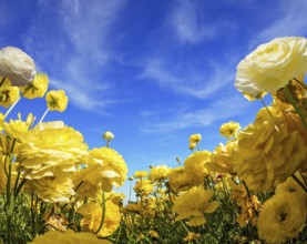 Warm day in May. Light clouds in the blue sky. Large yellow garden ranunculus - buttercups bloom on