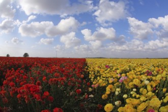 Magnificent spring field of blossoming brightly yellow and red buttercups